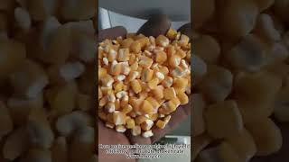 Maize Corn Peeling Machine Peeling by Shaving not Grinding（wwwimmycn WhatsApp 008613812016908 [upl. by Sahcnip312]