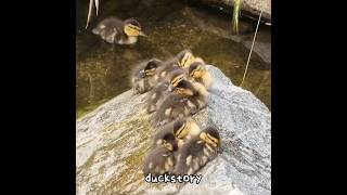 Sleeping Cute Ducklings shorts duck duckling sleep cute [upl. by Ikoek]