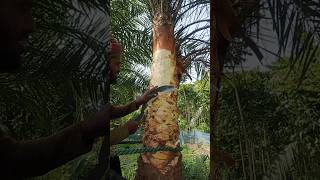 How is palm sap extracted shortvideo [upl. by Syramad]