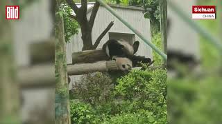 Zoobesucher filmen mit Panda macht Purzelbäume [upl. by Lawton]