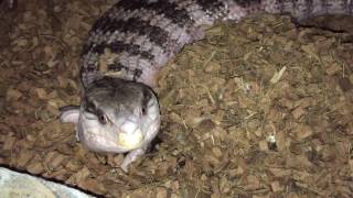 Blue Tongue Skink Pregnant [upl. by Leonsis24]