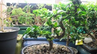 How to Care for a Sweet Plum Bonsai [upl. by Julienne961]