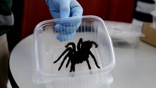 Hundreds of Tarantulas Smuggled on Mans Body [upl. by Akeihsal]