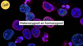 Heterozygoot en homozygoot  Mr Chadd Academy [upl. by Sonitnatsnoc]