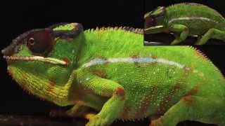 How Chameleons Really Change Color [upl. by Rebekah]