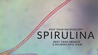 Reef Tank Microscopy  Spirulina [upl. by Cence626]