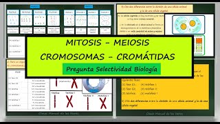 Número de Cromosomas y Cromátidas en Fases del Ciclo Celular Pregunta Examen Selectividad Biología [upl. by Molohs176]