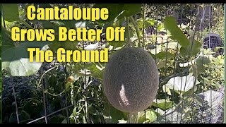 The Best Way to Grow Cantaloupe [upl. by Otiv]