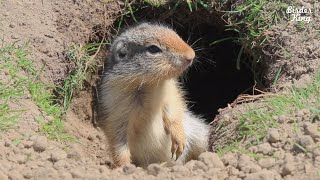 Cat and Dog TV The Cutest Baby Ground Squirrels and More  6 Hours [upl. by Newton880]