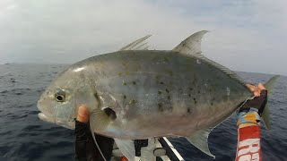 Yellowspotted Trevally on the kayak with TACKLE HOUSE TAI JIG SLIM 40g [upl. by Ddal]