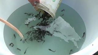 Starting a catfish Clarias batrachus farm  home 200 fish in a 500 liter tank with 2 week update [upl. by Ettennig]