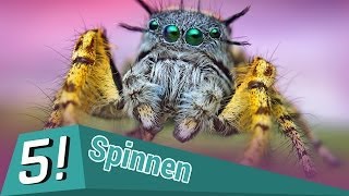 Die Spinnen Arachnida unter Drogeneinfluss [upl. by Arde231]