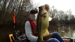 Lake Bistineau Massive Bass  Kayak Bass FishingLouisiana Large Mouth from Hobie Pro Angler 14 [upl. by Gorrono]