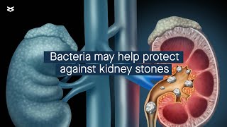 How Lactobacillus acidophilus might protect against kidney stones [upl. by Porett]