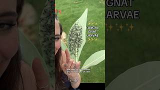 Gnats amp Fungal gnat larvae on plant leaves garden gardening pests fungalgnats gnat larvae [upl. by Melmon]