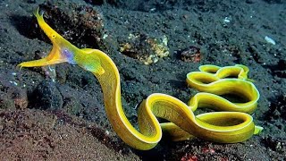 10 Amazing Sea Creatures Youve Never Seen Before [upl. by Hanshaw205]