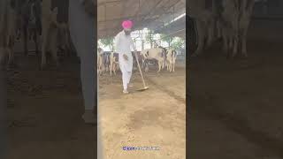 shergill dairyfarm clean food milk nature [upl. by Tillinger162]