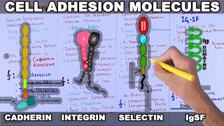 Cell Adhesion Molecules  Structure and Types [upl. by Ultima]