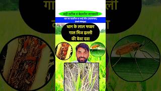 धान में गाल मिज पोंगागंगईलाल कीट का खात्मा  Gall midge control  Gagai  bhartiyakisan shorts [upl. by Aleakim]