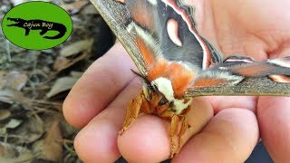 North Americas Largest Moth [upl. by Dowdell]