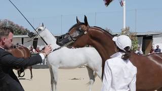 Menton  Championnat PurSang Arabe de la Méditerranée et des Pays Arabes [upl. by Eimmac]