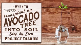 ★ When to Transplant an Avocado Tree into Soil or Pot on in a Container An Update amp More Info [upl. by Mount]