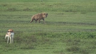 Hyena Gazelle and Flamingos  Safari Ngorongoro Crater Africa [upl. by Eruot330]