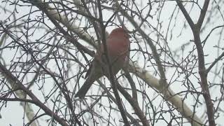 Pine Grosbeak eating birch buds [upl. by Akere]