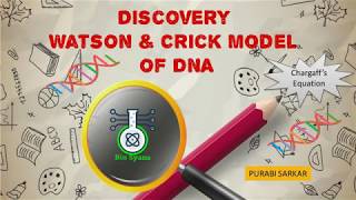 The discovery of DNA Miescher Avery Chargaff and the path to Watson and Cricks model [upl. by Hazrit]