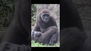 4yearold gorilla wants milk 😆 gorillatag 金剛猩猩 台北市立動物園 shorts [upl. by Zeni]