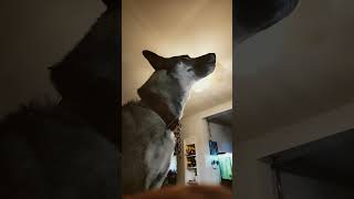 Max is howling because he hears sirens howling gsd germanshepherd husky cute puppy max pup [upl. by Rausch629]