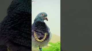 Kabootar Pigeon birds video kabutar youtubeshorts shorts [upl. by Lampert220]