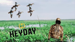 First Hunt of 2425 Duck Season  Review of Heyday Decoys amp Sitka Jacket [upl. by Aloap]