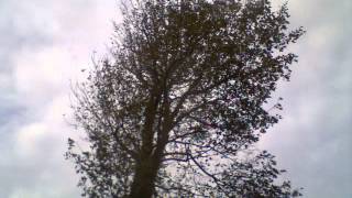 Time Lapse Video of a Tree Losing Leaves in Autumn [upl. by Nitsirc]