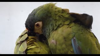 Bluewinged Macaws groom eachother 4K [upl. by Austine]