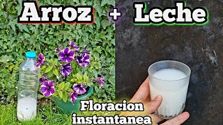 ECHA ARROZ CON LECHE A TUS PLANTAS Mira que PASA Abono casero orgánico y Fertilizante natural [upl. by Jamima727]