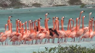 American Flamingos mating dance Birds of Bonaire [upl. by Notyap]