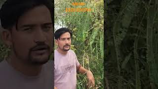 अंबाला 8320508594 agric agriculture agricultur agricos farming mango agricoss agriculture [upl. by Nylikcaj123]