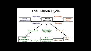 decomposers Carbon cycle IGCSE [upl. by Emmons]