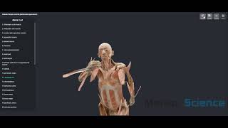 Digital Whole Body Plastination Specimen [upl. by June]