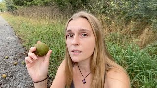 Fall foraging  Wild fruit and nuts in the Northeast US [upl. by Nodaj498]