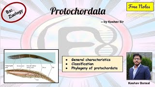 Protochordata  Urochordata amp Cephalochordata   Bsc  Free PDF notes  by Viologia EXtrema [upl. by Gurango]