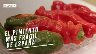 EL COMIDISTA  El pimiento más frágil de españa [upl. by Siroled]