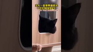 一直在等小猫回头 动物的迷惑行为 神奇动物 黑猫 暗中观察 [upl. by Drarej]