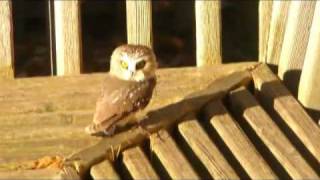 Saw Whet Owl [upl. by Gilemette]