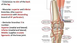 Popliteal Artery  Dr Ahmed Farid [upl. by Gnas526]