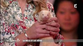 La belle et les bêtes  le furet AcTualiTy [upl. by Lledniw]