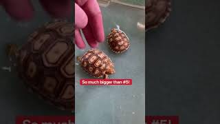 Baby Tortoise 5’s First Bath 🥺🐢🛁 shorts [upl. by Adyeren]