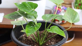 How to take care of anthurium plant [upl. by Alyakam]