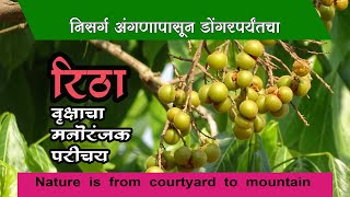 वृक्षांचा परिचय  रिठा  Nature is from courtyard to mountain  Introduction to trees [upl. by Mohamed]